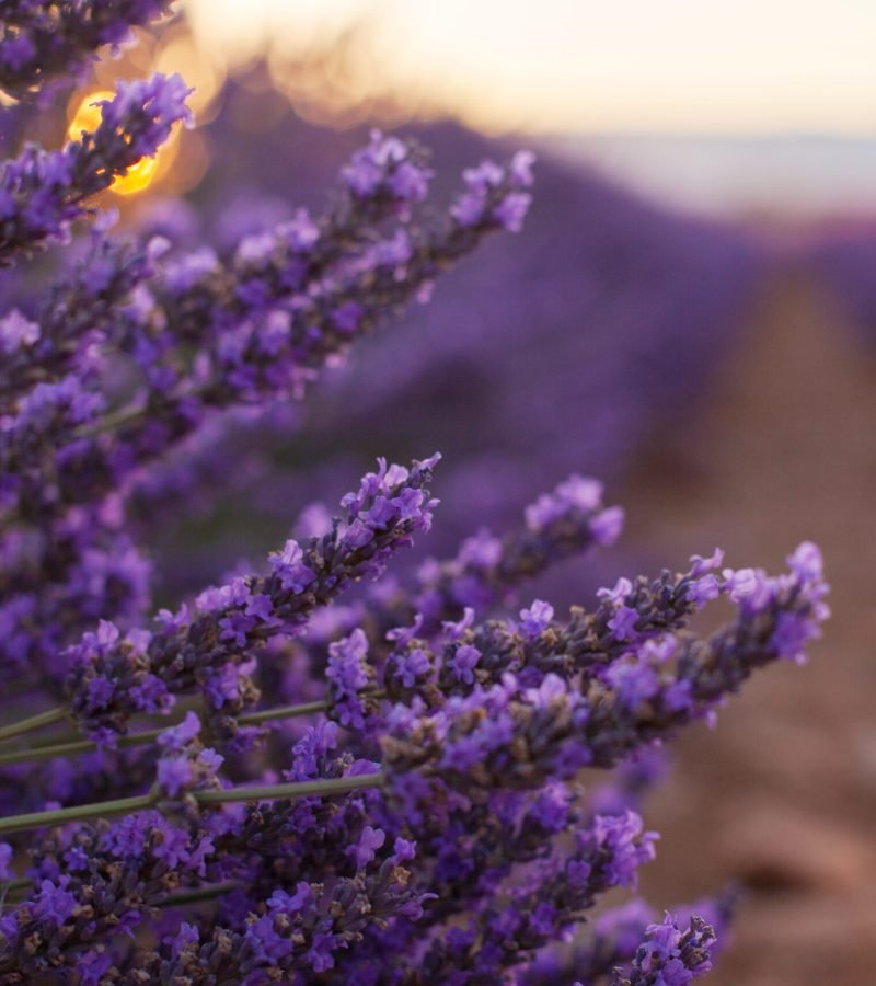 Fragrant lavender flowers at beautiful sunrise, Valensole, Provence, France, close up